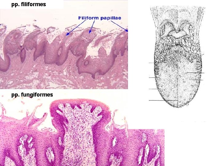 pp. filiformes pp. fungiformes 