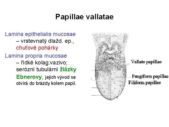 Papillae vallatae Lamina epithelialis mucosae – vrstevnatý dlažd. ep. , chuťové pohárky Lamina propria