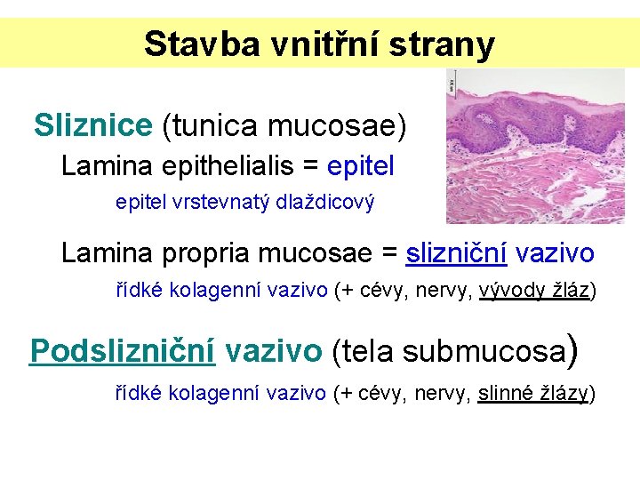 Stavba vnitřní strany Sliznice (tunica mucosae) Lamina epithelialis = epitel vrstevnatý dlaždicový Lamina propria