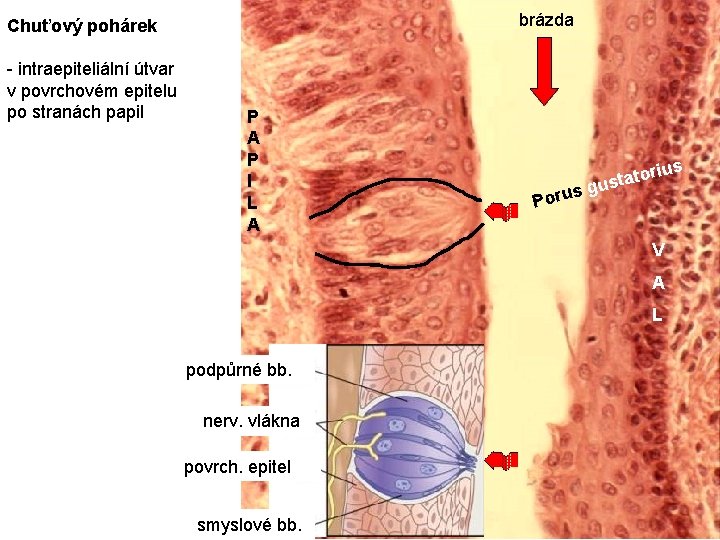 brázda Chuťový pohárek - intraepiteliální útvar v povrchovém epitelu po stranách papil P A brázda Chuťový pohárek - intraepiteliální útvar v povrchovém epitelu po stranách papil P A