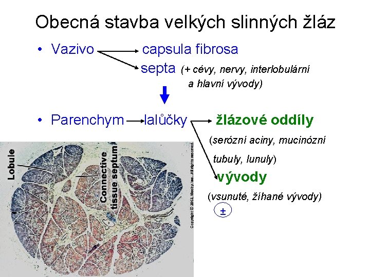 Obecná stavba velkých slinných žláz • Vazivo capsula fibrosa septa (+ cévy, nervy, interlobulární Obecná stavba velkých slinných žláz • Vazivo capsula fibrosa septa (+ cévy, nervy, interlobulární