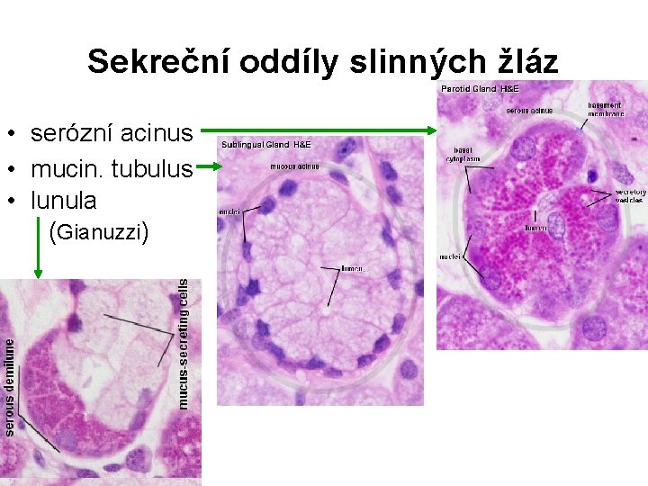 Sekreční oddíly slinných žláz • serózní acinus • mucin. tubulus • lunula (Gianuzzi) 