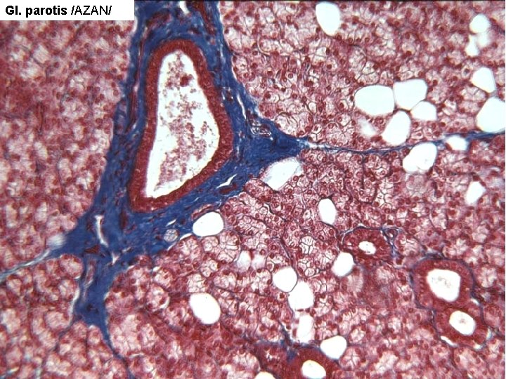 Gl. parotis /AZAN/ Gl. parotis /AZAN/