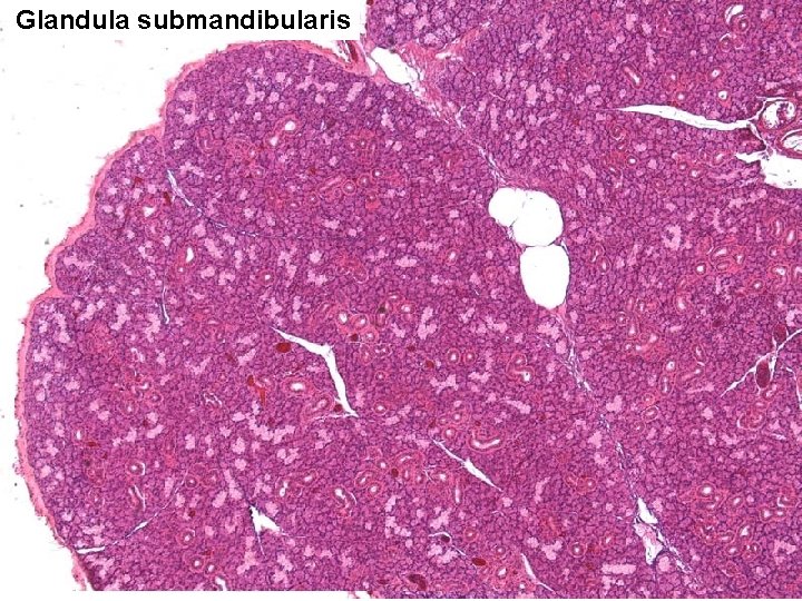 Glandula submandibularis 
