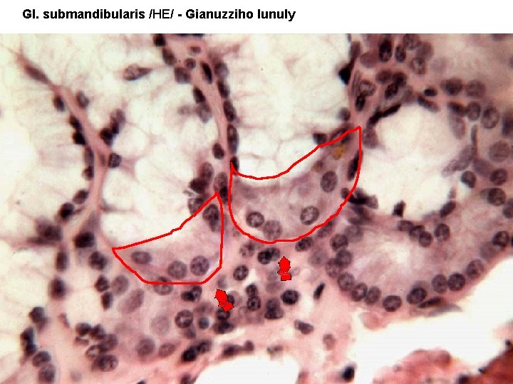 Gl. submandibularis /HE/ - Gianuzziho lunuly 