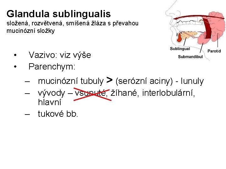 Glandula sublingualis složená, rozvětvená, smíšená žláza s převahou mucinózní složky • • Vazivo: viz