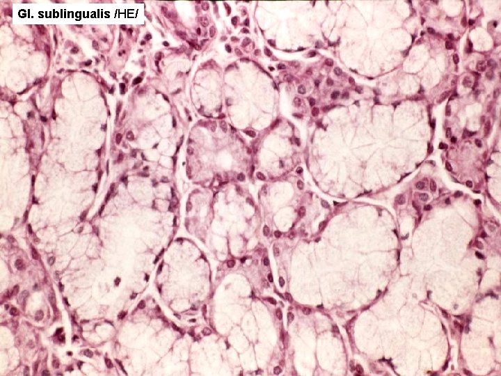 Gl. sublingualis /HE/ Gl. sublingualis /HE/