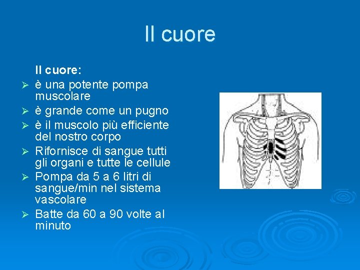 Il cuore Ø Ø Ø Il cuore: è una potente pompa muscolare è grande