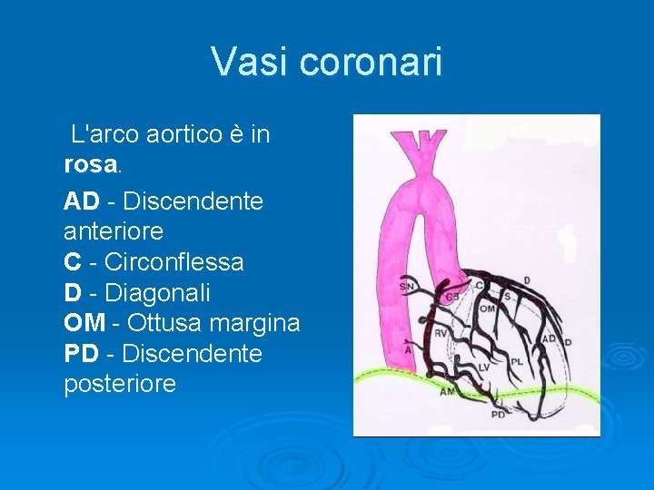 Vasi coronari L'arco aortico è in rosa. AD - Discendente anteriore C - Circonflessa