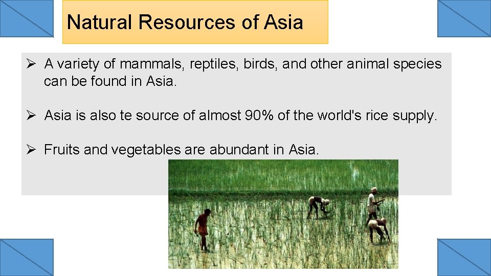 Natural Resources of Asia Ø A variety of mammals, reptiles, birds, and other animal