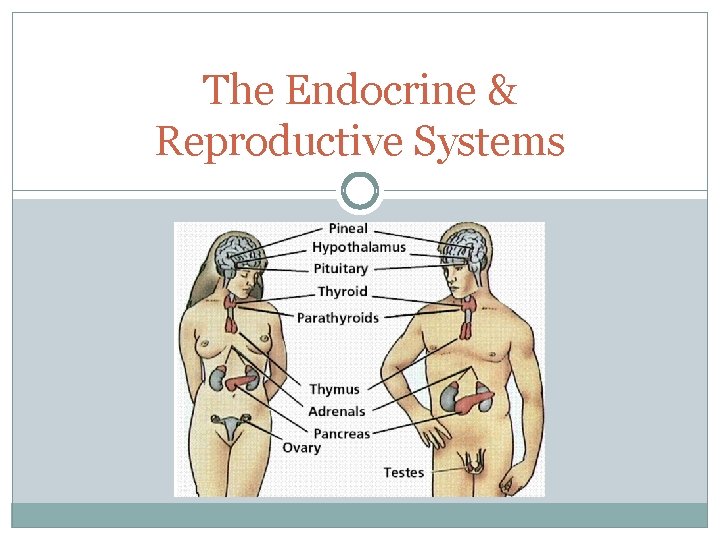 The Endocrine & Reproductive Systems 