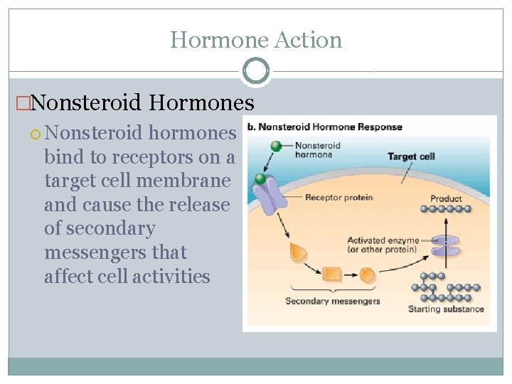 Hormone Action �Nonsteroid Hormones Nonsteroid hormones bind to receptors on a target cell membrane