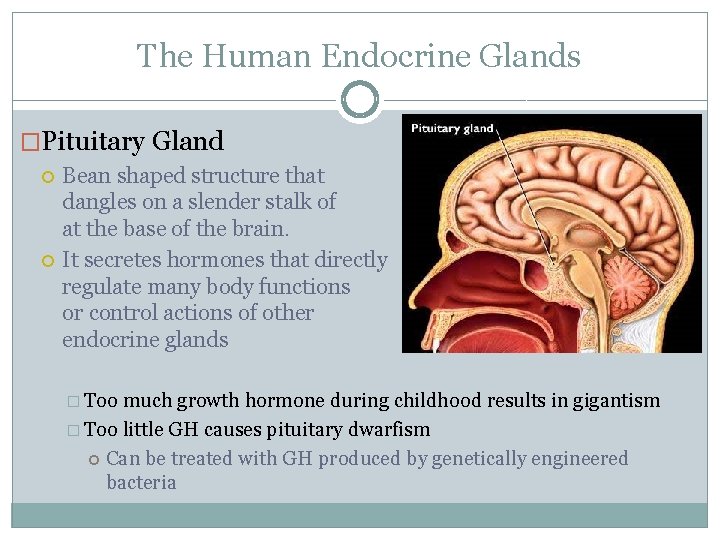 The Human Endocrine Glands �Pituitary Gland Bean shaped structure that dangles on a slender