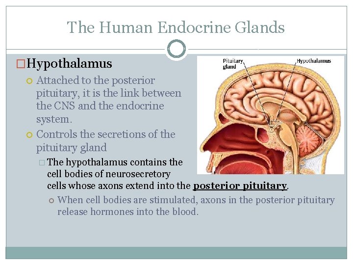 The Human Endocrine Glands �Hypothalamus Attached to the posterior pituitary, it is the link