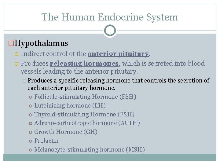 The Human Endocrine System �Hypothalamus Indirect control of the anterior pituitary. Produces releasing hormones,
