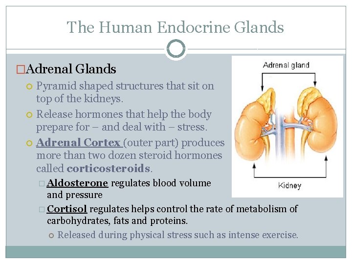 The Human Endocrine Glands �Adrenal Glands Pyramid shaped structures that sit on top of