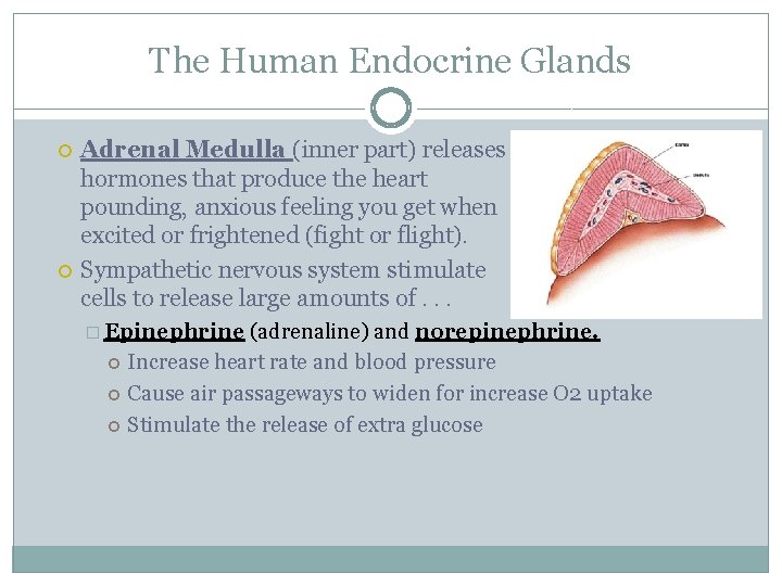 The Human Endocrine Glands Adrenal Medulla (inner part) releases hormones that produce the heart