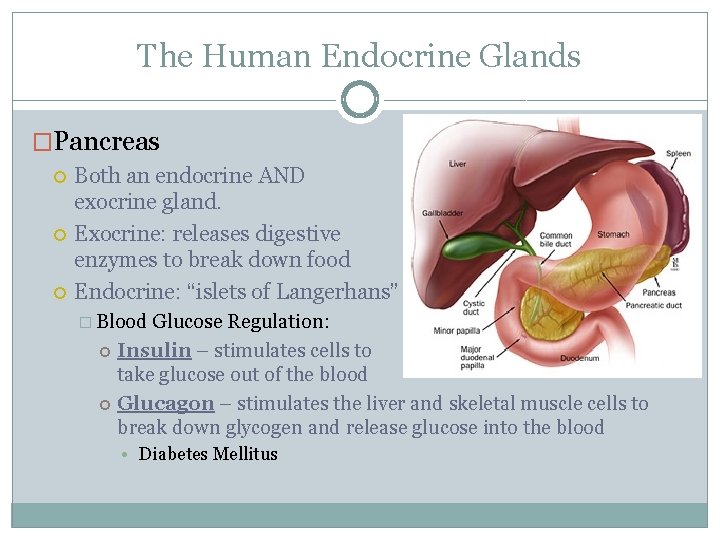 The Human Endocrine Glands �Pancreas Both an endocrine AND exocrine gland. Exocrine: releases digestive