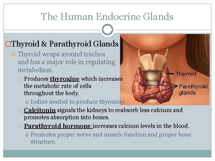 The Human Endocrine Glands �Thyroid & Parathyroid Glands Thyroid wraps around trachea and has