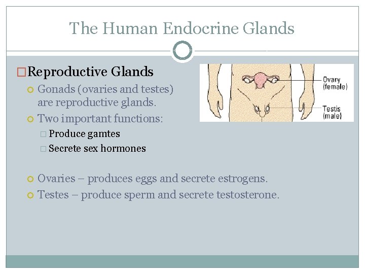 The Human Endocrine Glands �Reproductive Glands Gonads (ovaries and testes) are reproductive glands. Two