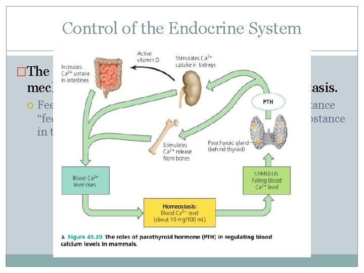 Control of the Endocrine System �The Endocrine System is regulated by feedback mechanisms that