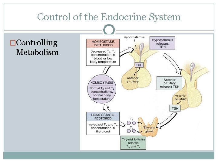 Control of the Endocrine System �Controlling Metabolism 