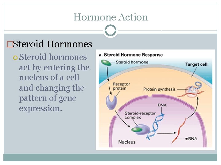 Hormone Action �Steroid Hormones Steroid hormones act by entering the nucleus of a cell