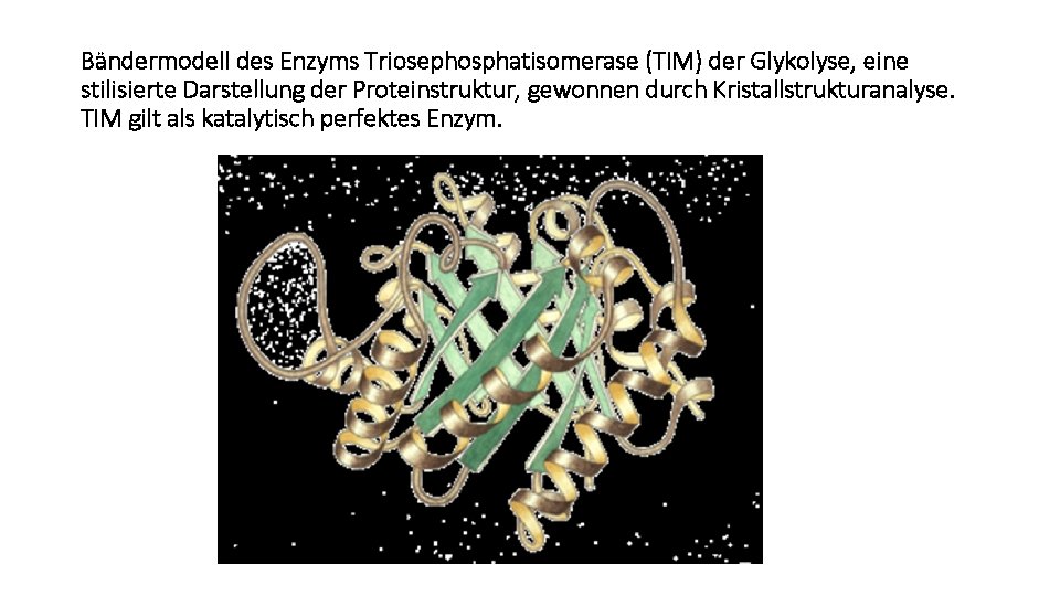 Bändermodell des Enzyms Triosephosphatisomerase (TIM) der Glykolyse, eine stilisierte Darstellung der Proteinstruktur, gewonnen durch