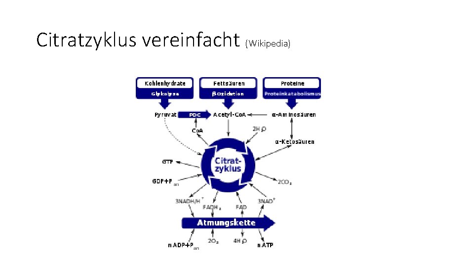 Citratzyklus vereinfacht (Wikipedia) 