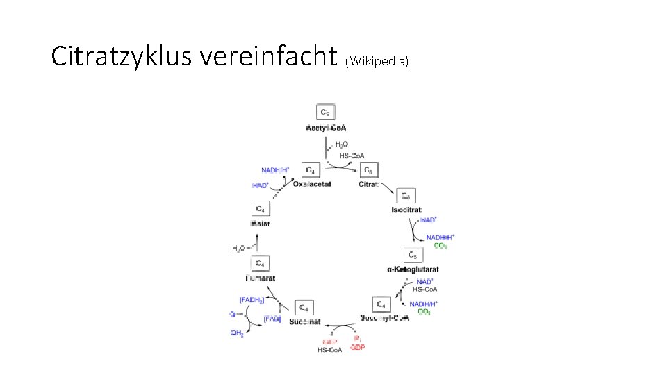 Citratzyklus vereinfacht (Wikipedia) 