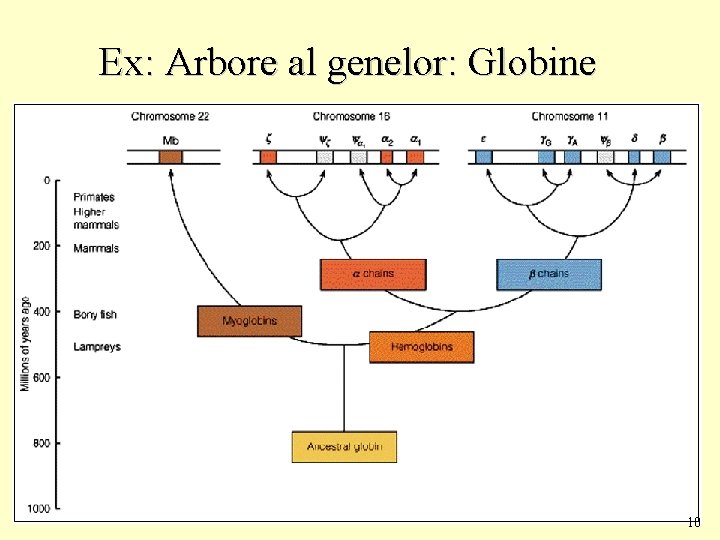 Ex: Arbore al genelor: Globine 10 