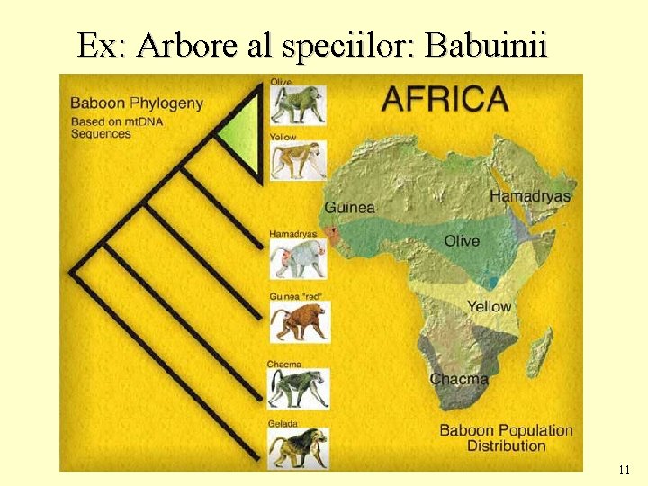 Ex: Arbore al speciilor: Babuinii 11 