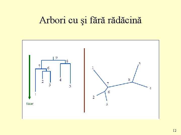 Arbori cu şi fără rădăcină 12 