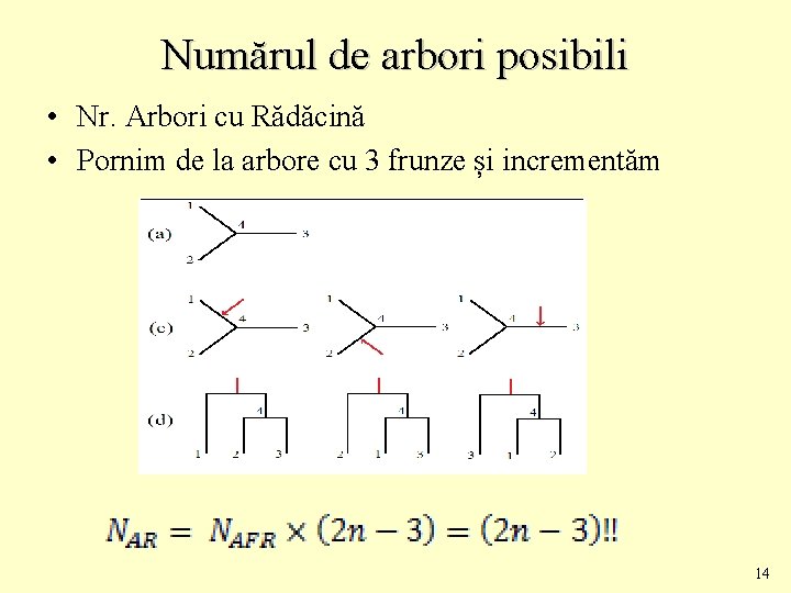 Numărul de arbori posibili • Nr. Arbori cu Rădăcină • Pornim de la arbore