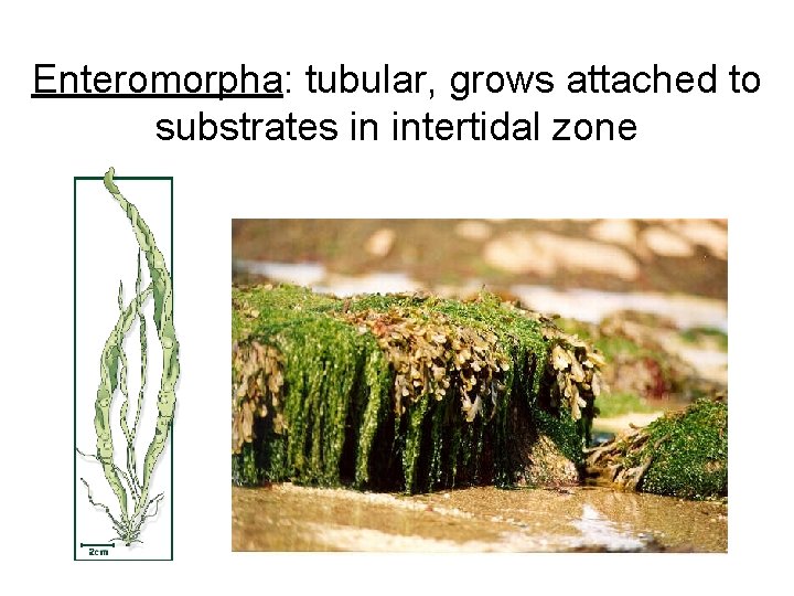 Enteromorpha: tubular, grows attached to substrates in intertidal zone 