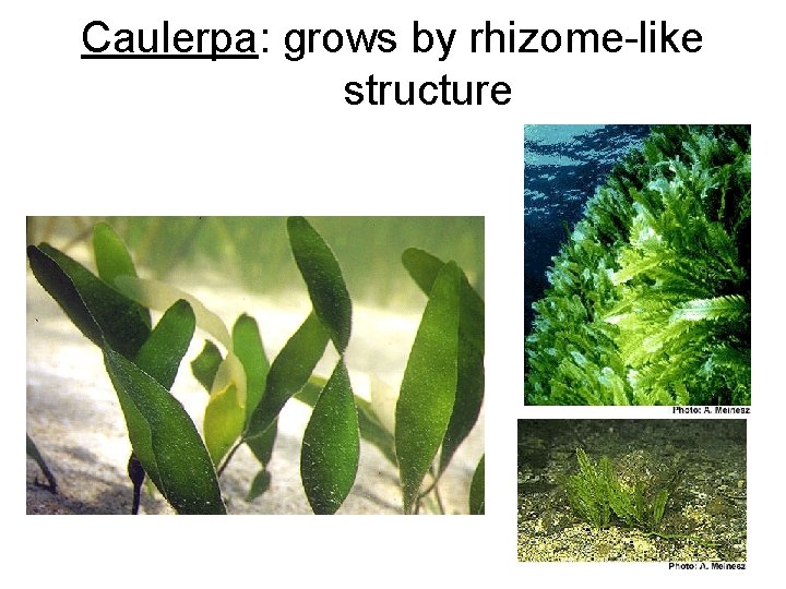 Caulerpa: grows by rhizome-like structure 