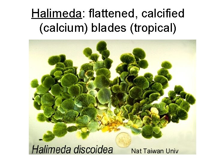 Halimeda: flattened, calcified (calcium) blades (tropical) 