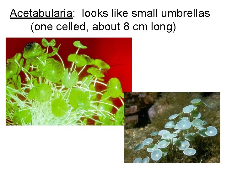 Acetabularia: looks like small umbrellas (one celled, about 8 cm long) 