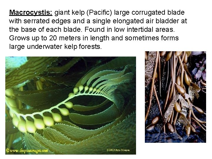 Macrocystis: giant kelp (Pacific) large corrugated blade with serrated edges and a single elongated