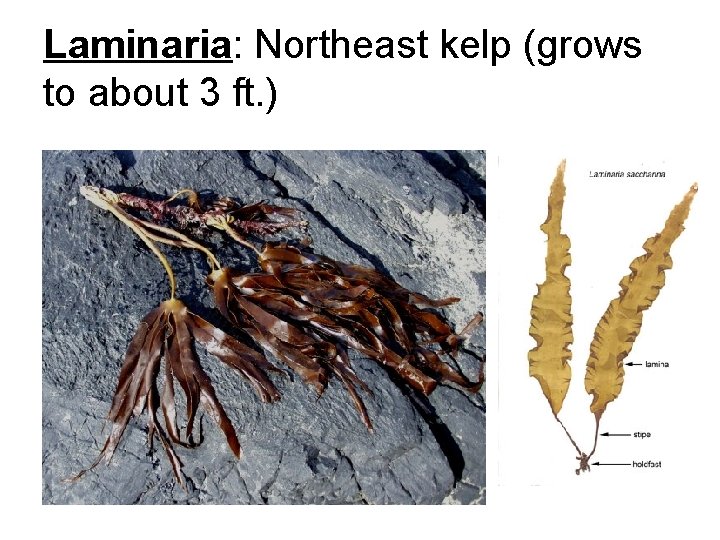 Laminaria: Northeast kelp (grows to about 3 ft. ) 