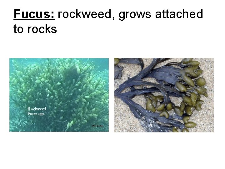 Fucus: rockweed, grows attached to rocks 