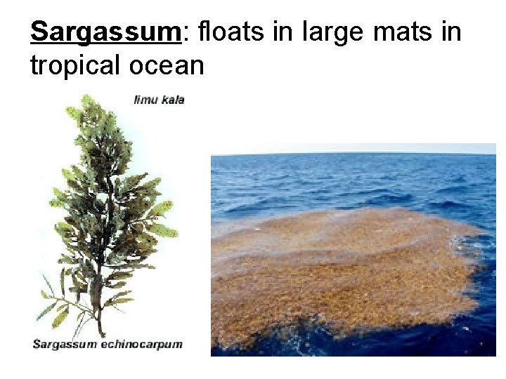 Sargassum: floats in large mats in tropical ocean 