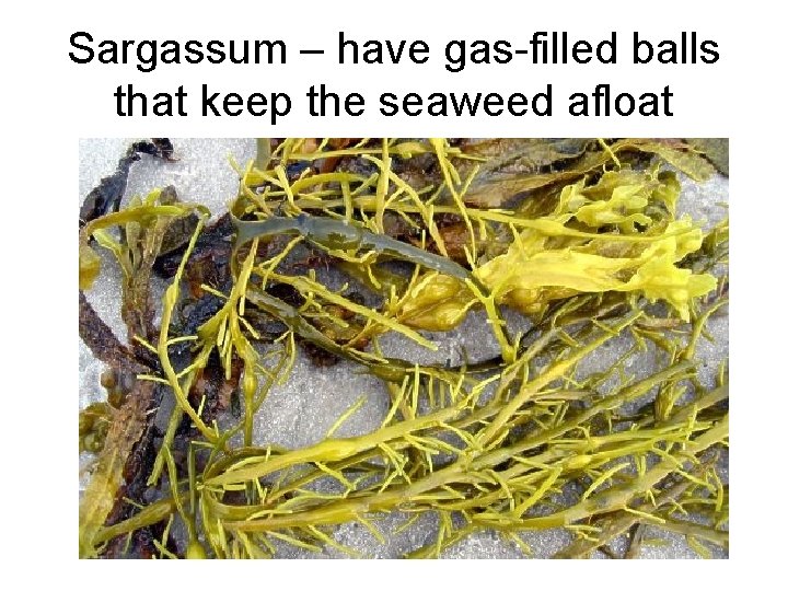 Sargassum – have gas-filled balls that keep the seaweed afloat 