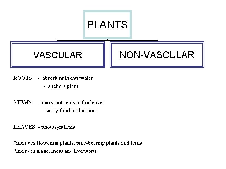 PLANTS VASCULAR ROOTS - absorb nutrients/water - anchors plant STEMS - carry nutrients to
