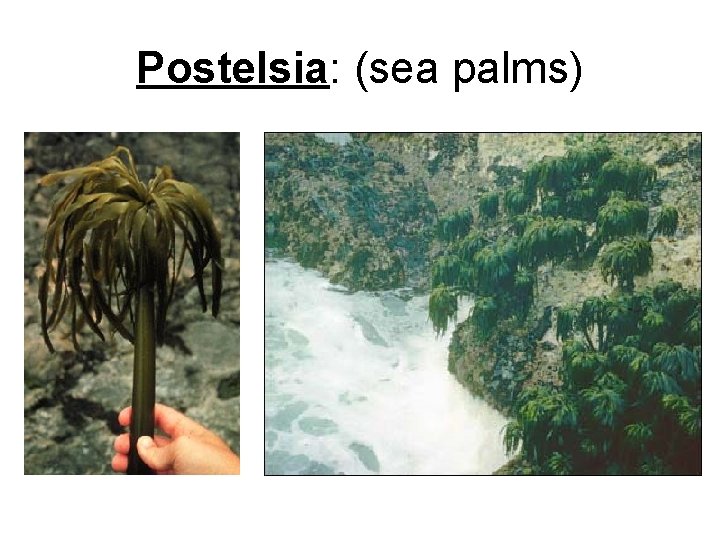 Postelsia: (sea palms) 