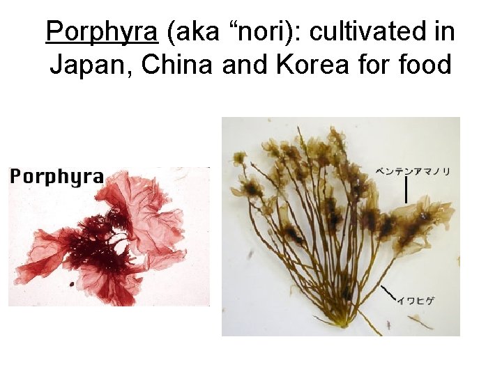 Porphyra (aka “nori): cultivated in Japan, China and Korea for food 