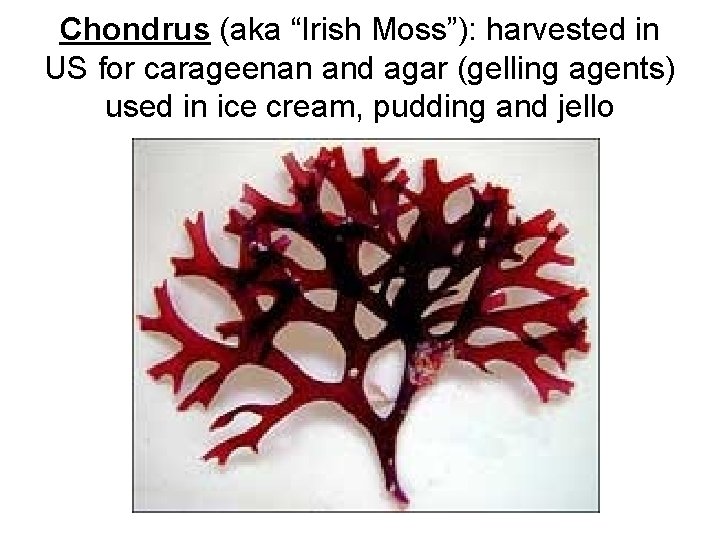 Chondrus (aka “Irish Moss”): harvested in US for carageenan and agar (gelling agents) used