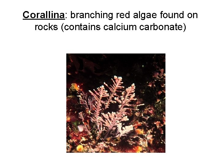 Corallina: branching red algae found on rocks (contains calcium carbonate) 