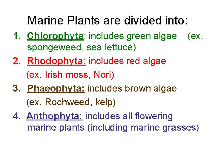 Marine Plants are divided into: 1. Chlorophyta: includes green algae (ex. spongeweed, sea lettuce)