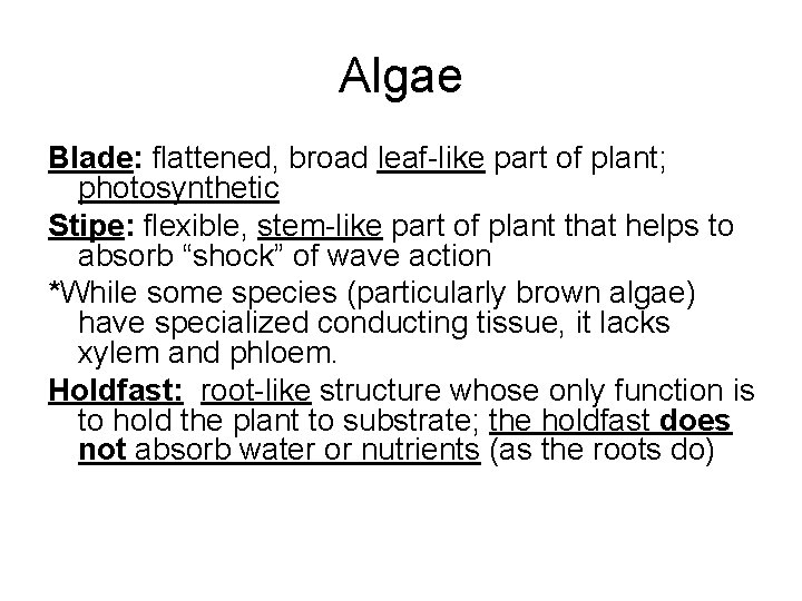 Algae Blade: flattened, broad leaf-like part of plant; photosynthetic Stipe: flexible, stem-like part of